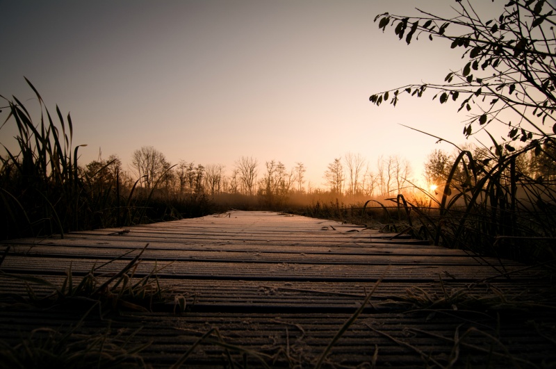 Oerbos zonsopgang